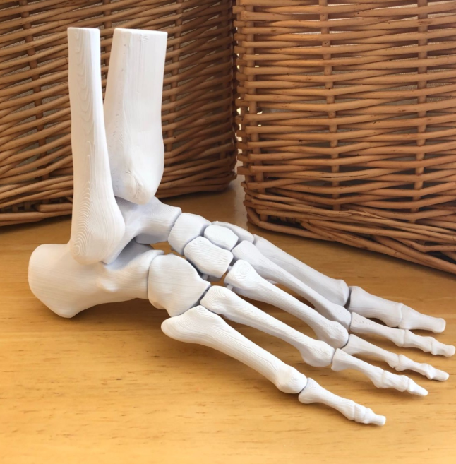 A highly detailed 3D-printed model of a human foot skeleton, showcasing precise anatomical accuracy. Perfect for educational purposes or as a unique decorative piece, this design combines functionality with creativity.